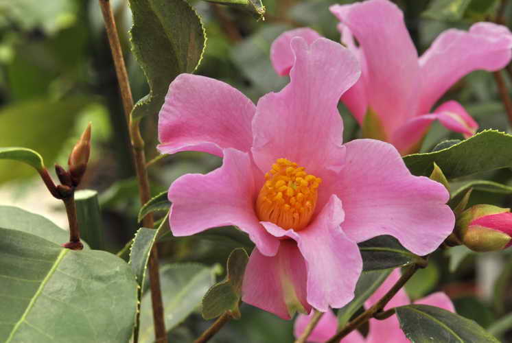 Camellia
